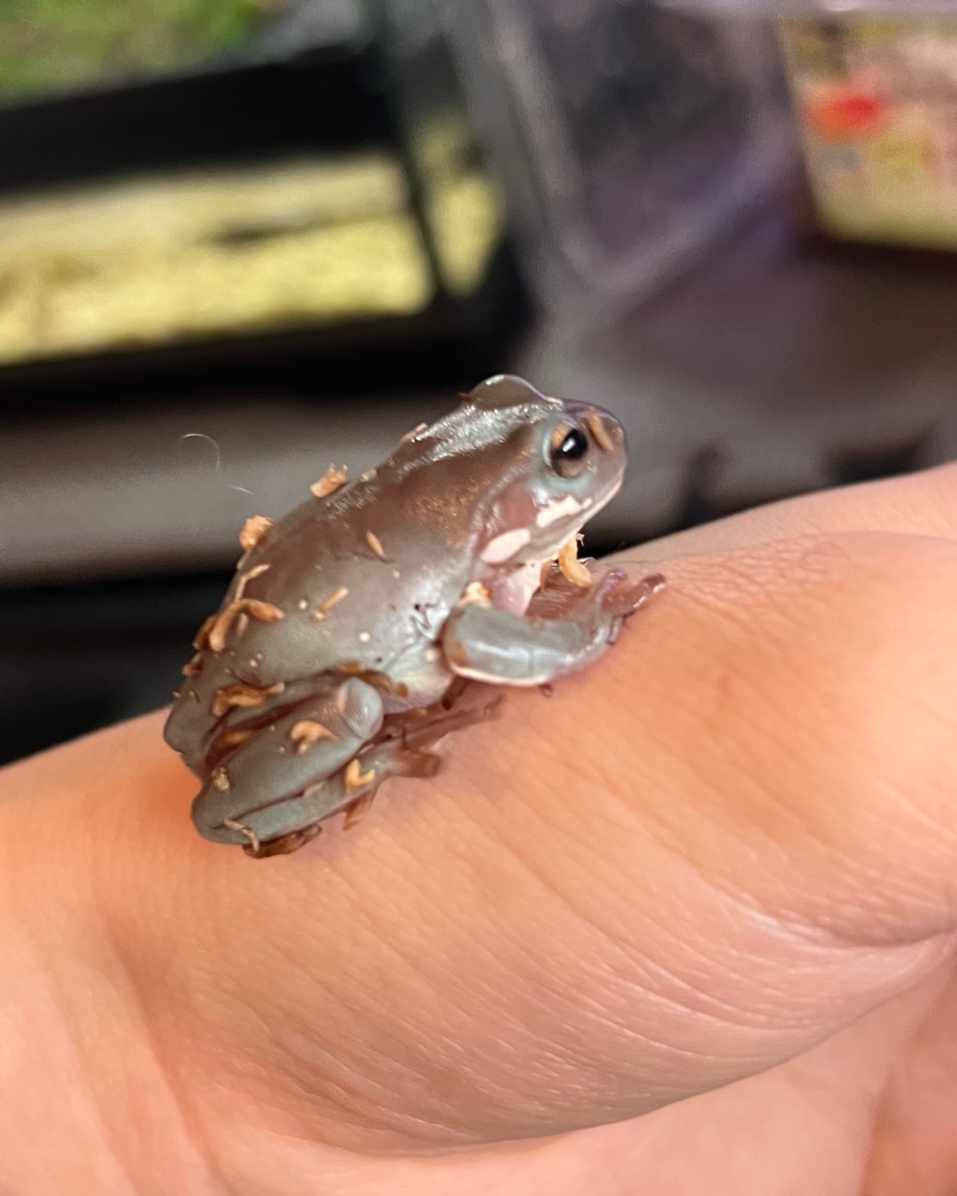 げこ