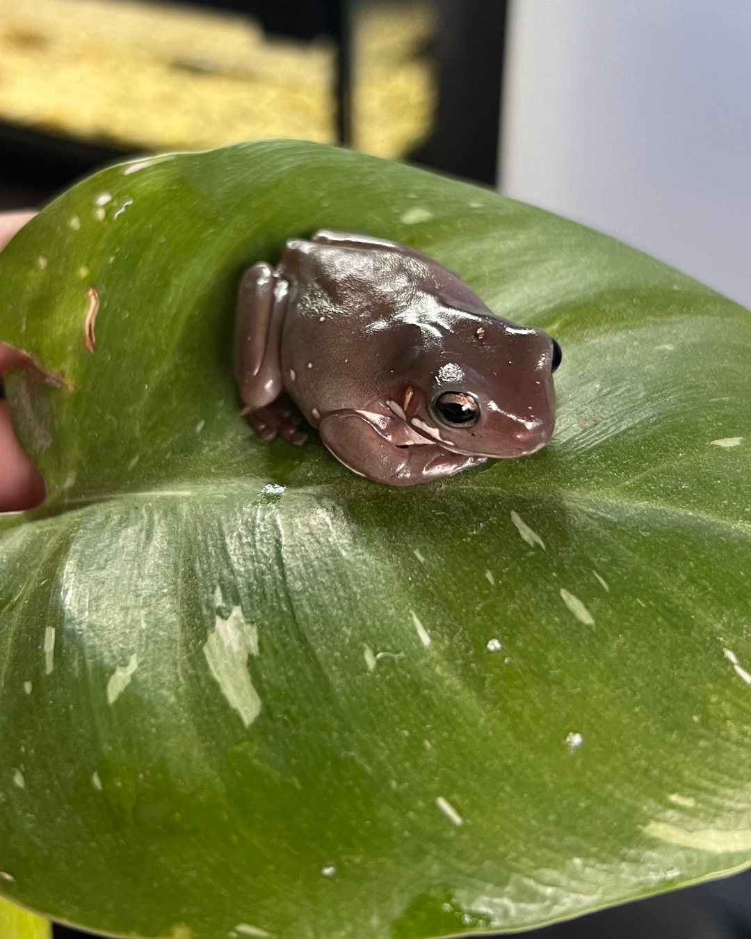 ぴこ